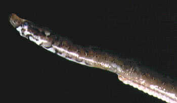 Worm Pipefish (Nerophis lumbriciformis)